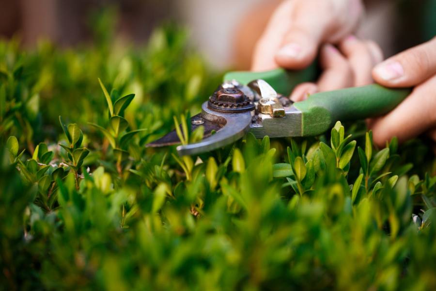 Landscaping & Garden Care