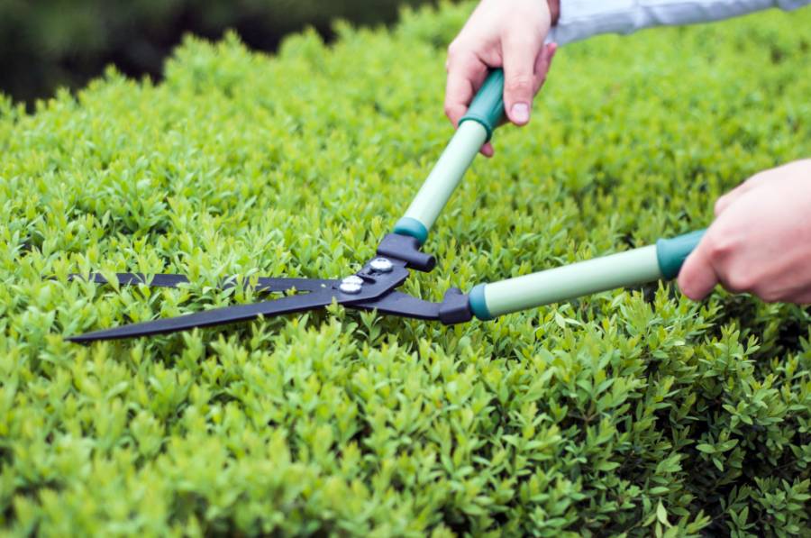 Landscaping & Garden Care — Xpert Hands, Dubai